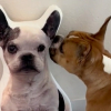Illustration : L'émouvante réaction d'une chienne face au coussin à l'effigie de son ami disparu (vidéo)