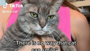 Illustration : Cette chatte fait fondre les cœurs avec son "sourire" communicatif et ravageur (vidéo)