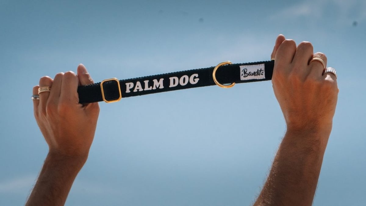 Illustration : "Palm Dog by Dogamí : les chiens stars du cinéma habillés par la marque française French Bandit"