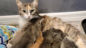 Illustration : Relogée alors qu'elle élevait ses chatons, une chatte exemplaire prend soin de sa portée malgré les difficultés (vidéo)