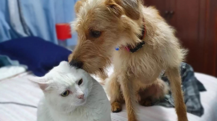 Illustration : Un chien trouve une manière touchante d'exprimer son admiration pour son ami félin (vidéo)