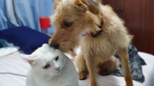 Illustration : "Un chien trouve une manière touchante d'exprimer son admiration pour son ami félin (vidéo)"