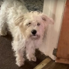 Illustration : Un chien de soutien émotionnel s'échappe du salon de toilettage et donne lieu à 11 jours d'incessantes recherches