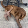 Illustration : Un chien errant développe une maladie auto-immune après avoir été abandonné dans la rue en pleine pandémie (vidéo)