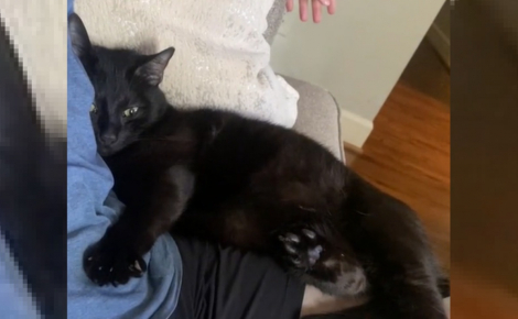 Un chat sauvé par un couple accueille tendrement son humain après une longue absence (vidéo)