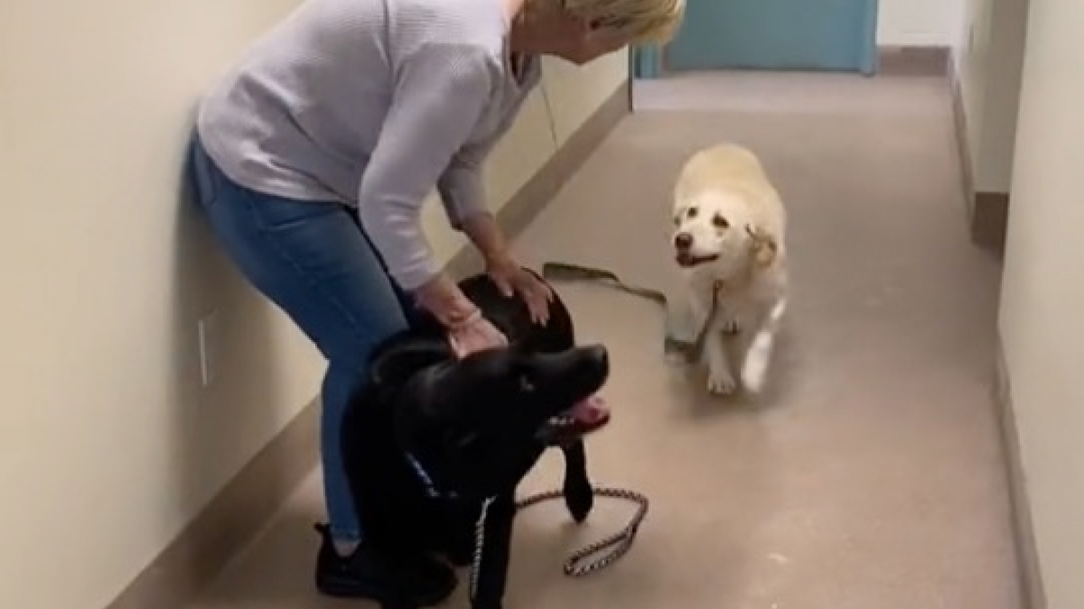 Illustration : "La joie immense d'une paire de Labradors âgés quand ils découvrent qu'ils sont adoptés ensemble (vidéo)"