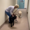 Illustration : La joie immense d'une paire de Labradors âgés quand ils découvrent qu'ils sont adoptés ensemble (vidéo)