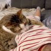 Illustration : La manière dont cette chatte tente de calmer un enfant qui fait une crise de colère est épatante ! (vidéo)