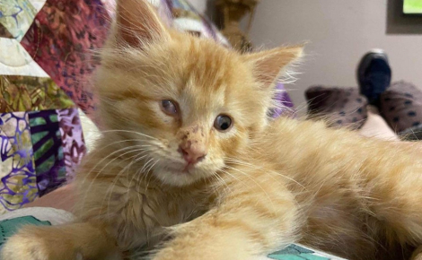 Un chaton peine à séduire les adoptants en raison de sa timidité et de sa cécité (vidéo)