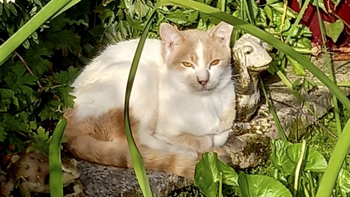 Illustration : "Une dame apprend que son chat a été retrouvé, mais son sauveteur refuse de le lui rendre"