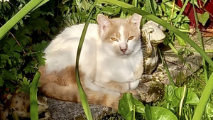 Illustration : Une dame apprend que son chat a été retrouvé, mais son sauveteur refuse de le lui rendre