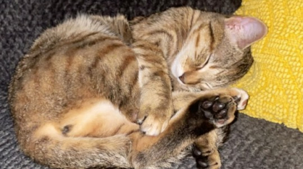 Illustration : Malgré son allergie, une femme décide de venir en aide à une chatte affamée, et sa vie change du tout au tout (vidéo)