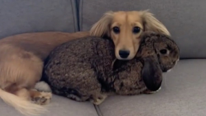 Illustration : "Ce chien et ce lapin sont meilleurs amis et sont partis en vacances ensemble (vidéo)"