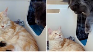 Illustration : L'amour inconditionnel d'un papa chat pour sa famille féline fait fondre des millions d'internautes (vidéo)