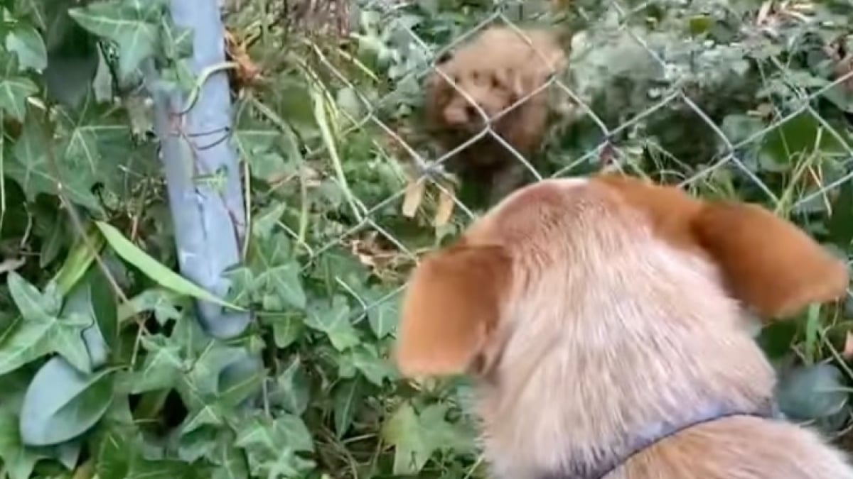 Illustration : "Tous les jours, cette chienne attend la visite de son nouvel ami canin à travers la grille de son jardin (vidéo)"