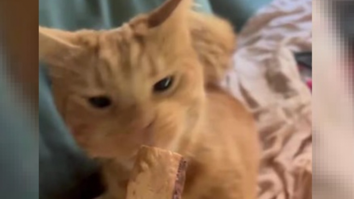 Simpatica reazione di un gatto con una rara malattia neurologica al suo dolcetto preferito (video)