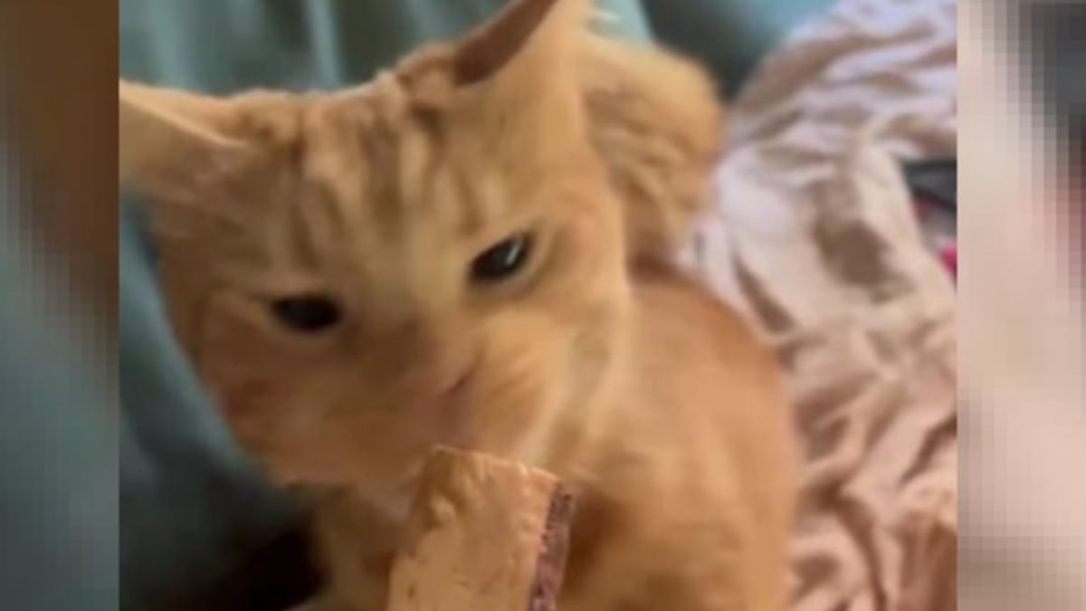 Simpatica reazione di un gatto con una rara malattia neurologica al suo dolcetto preferito (video)