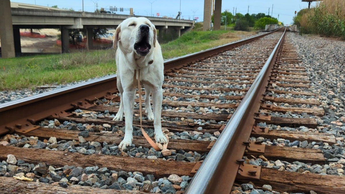 Illustration : "Un Labrador Retriever piégé sur une voie ferrée en activité donne lieu à une intervention périlleuse"