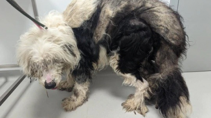 Illustration : Ce chien a accumulé 5 kg de poils emmêlés sur son corps après avoir été privé de toilettage pendant 5 ans