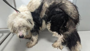 Illustration : Ce chien a accumulé 5 kg de poils emmêlés sur son corps après avoir été privé de toilettage pendant 5 ans