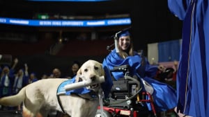 Illustration : "La merveilleuse amitié entre une étudiante en fauteuil roulant et son chien d'assistance récompensée par un double diplôme"