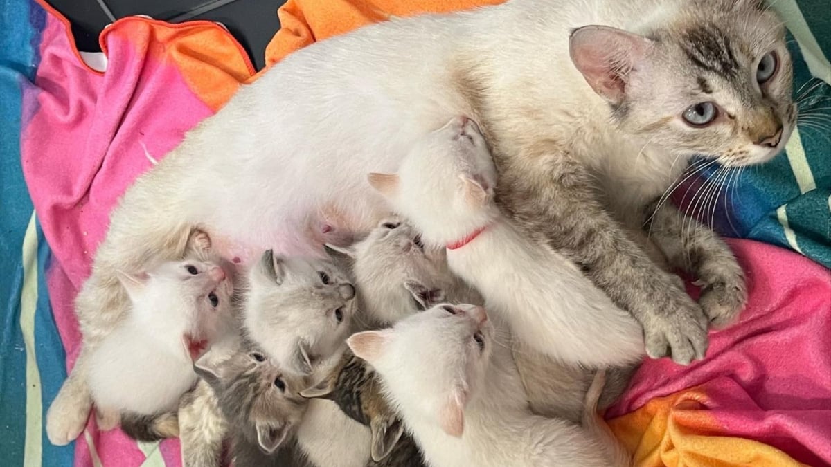 Illustration : "Une chatte errante offre une merveilleuse chance à ses chatons en leur donnant naissance dans un lieu stratégique"