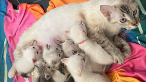 Illustration : Une chatte errante offre une merveilleuse chance à ses chatons en leur donnant naissance dans un lieu stratégique