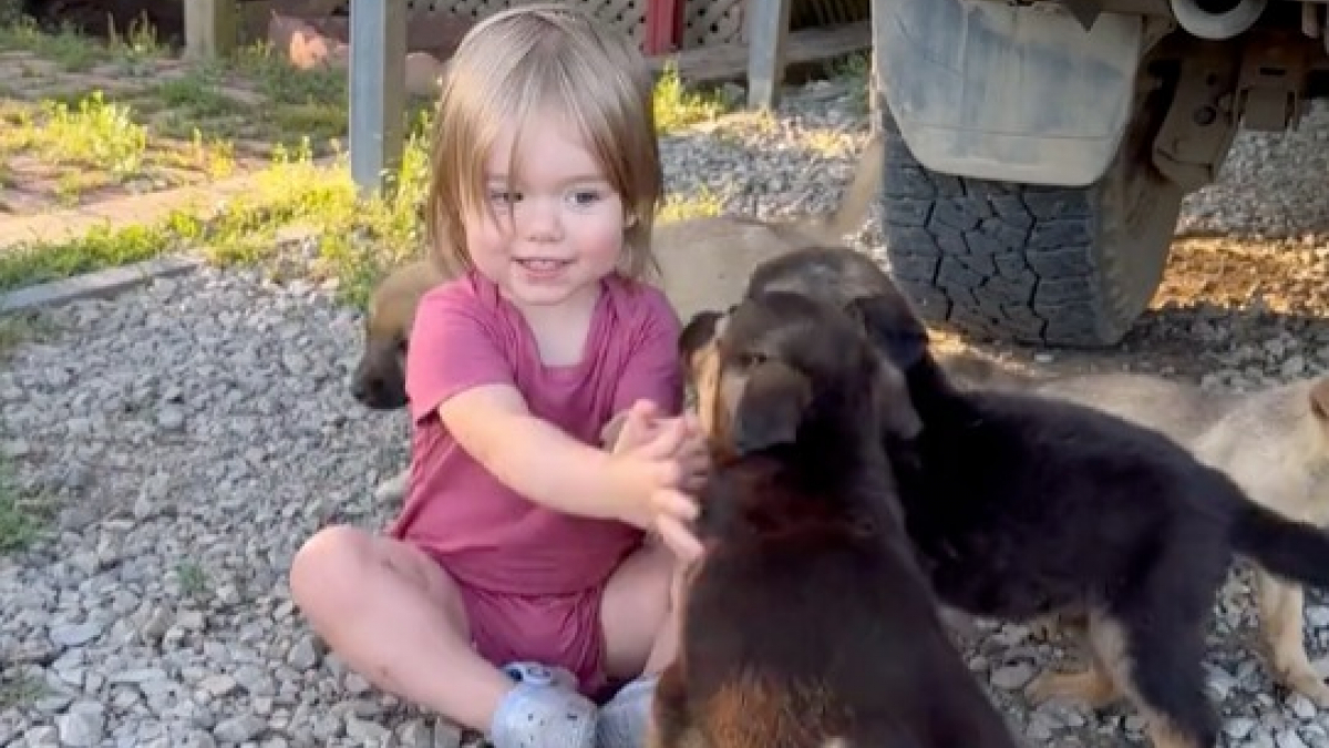 Illustration : "Cette petite fille prend grand soin de 4 chiots abandonnés et noue une forte amitié avec eux (vidéo)"