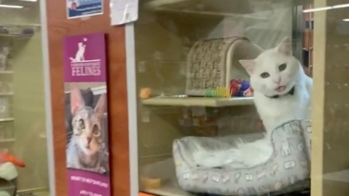 Illustration: “Tired of waiting for his ideal family, this senior cat cries at the window of his cage (video)”
