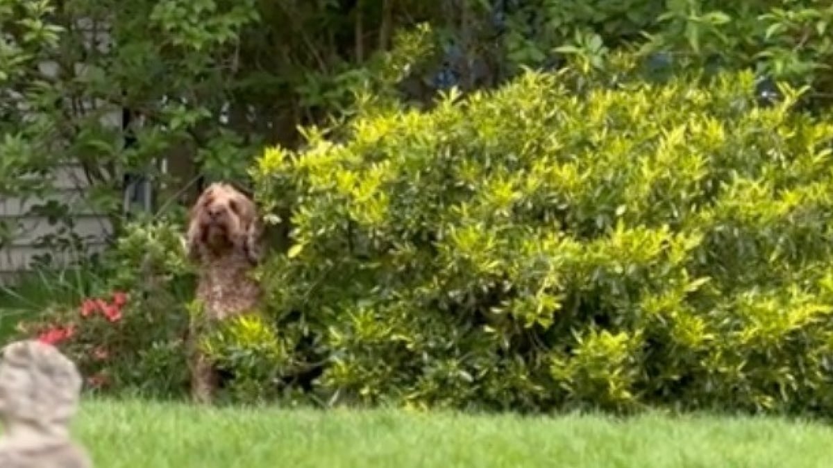 Illustration : "Un chien obnubilé par son jardin trouve une technique amusante pour ne pas rentrer chez lui (vidéo)"