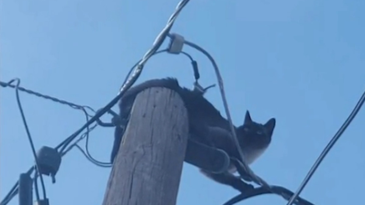 Illustration : "L'incroyable épopée de Mookie, le chat rescapé d'un moteur de voiture puis d'un poteau électrique"