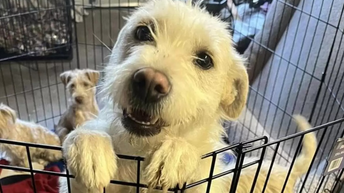 Illustration : "Des bénévoles se démènent pour réunir une chienne et ses chiots rescapés de l'incendie qui les a séparés"