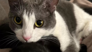 Illustration : Une chatte gourmande élabore une stratégie hilarante pour réclamer son repas (vidéo)