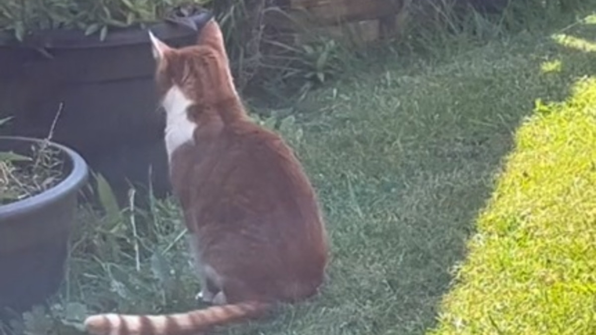 Illustration : "L'histoire émouvante de Timothy, chat attendant le retour de son congénère disparu tragiquement (vidéo)"