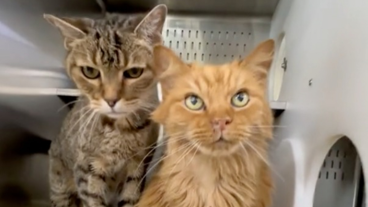 Illustration : "Ces 2 chats de 18 ans ont été adoptés, puis rapportés au refuge le jour même (vidéo)"