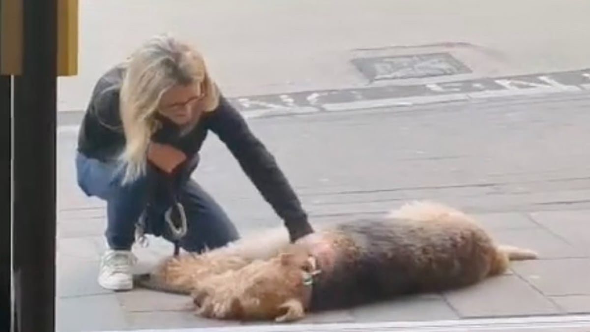 Illustration : "En pleine promenade, ce chien fait tout un cinéma pour entrer dans son pub préféré (vidéo)"