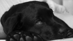 Illustration : "Elle appelle les propriétaires canins à la vigilance après avoir cru perdre son chien à cause d'un diffuseur"