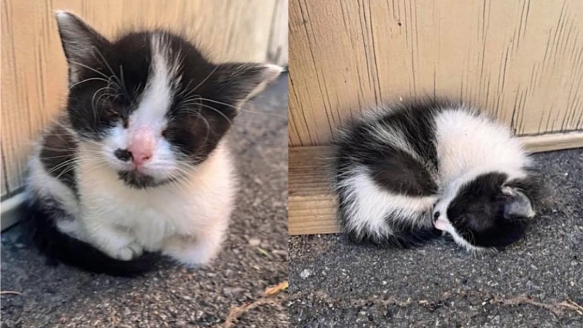 Illustration : "Un chaton orphelin se bat pour survivre alors que tous ses frères et soeurs ont perdu la vie"