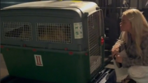 Illustration : "L'émouvante réaction d'un chien retrouvant ses humains à l'aéroport après 3 mois de séparation (vidéo)"