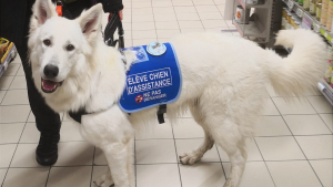 Illustration : "Cyno-Sens, l'association qui accompagne les personnes en situation de handicap dans la formation de leur chien guide ou d'assistance (vidéo)"