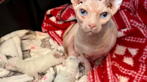 Illustration : Une maman chat, dévouée envers sa progéniture, ouvre son cœur à 2 autres chatons dans le besoin (vidéo)