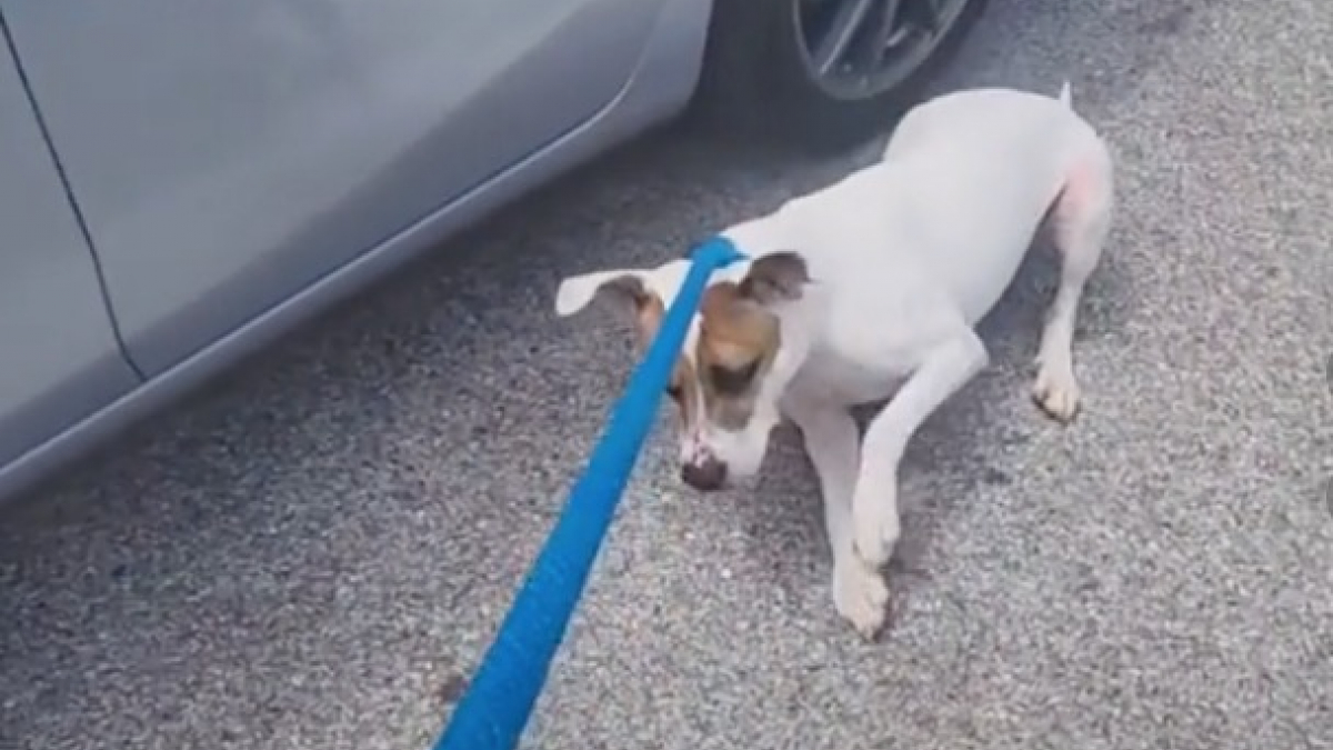 Illustration : "Ce chien déprimé résiste de toutes ses forces pour ne pas retourner au refuge après ses promenades (vidéo)"