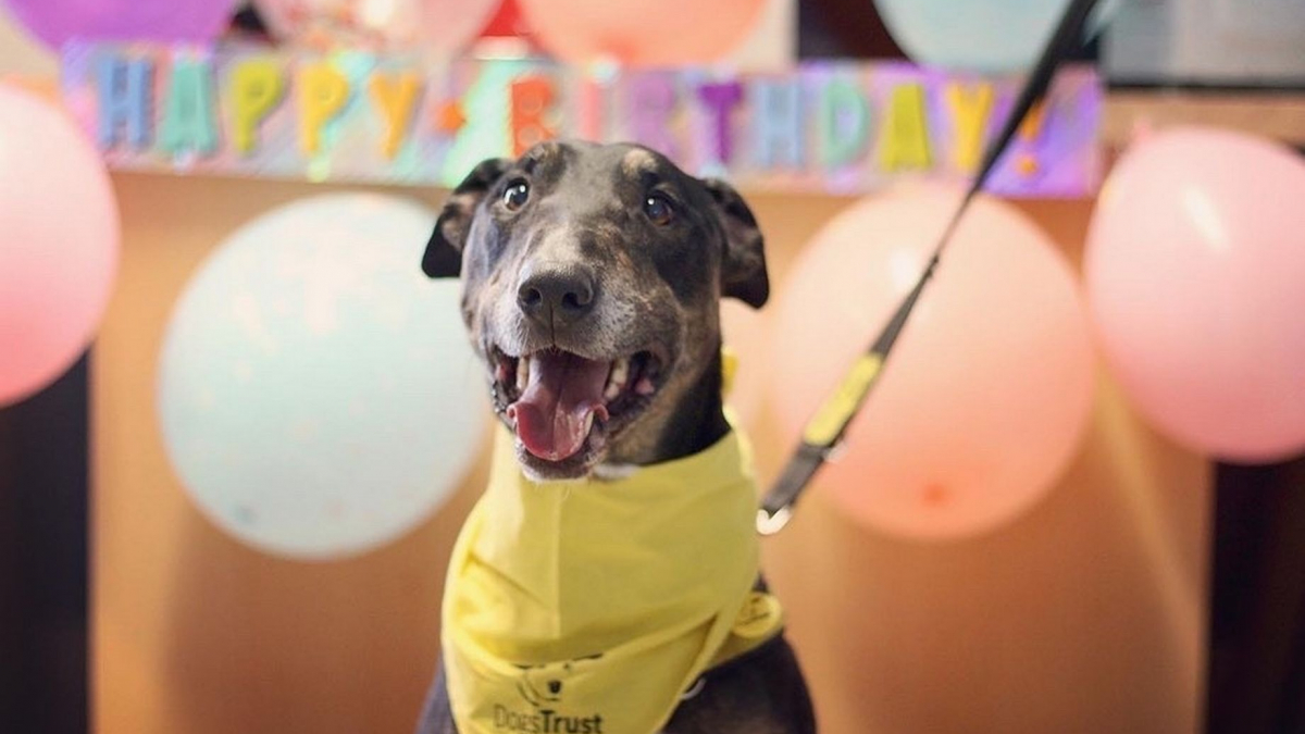 Illustration : "Un chien de refuge profite d'une fête en son honneur pour son 10e anniversaire, mais il attend toujours le cadeau de ses rêves"