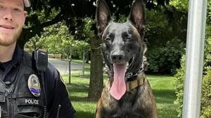 Illustration : "En rejoignant la police, Echo prouve que les chiens de refuge ont du potentiel et méritent qu'on leur donne une chance"