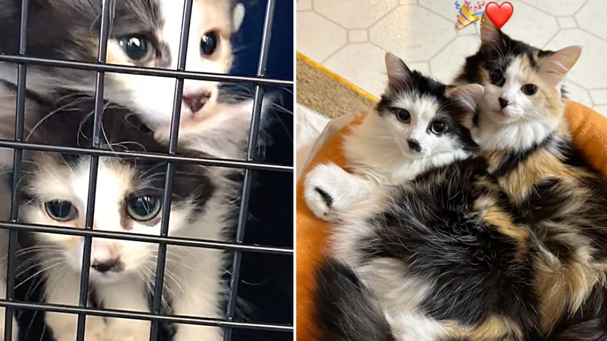 Illustration : "Ces 2 chattes, qui ont failli être euthanasiées à la naissance en raison d’une maladie, viennent de fêter leurs 2 ans ! (vidéo)"