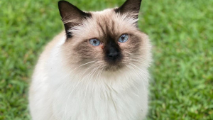 Illustration : Retrouvée errante, une chatte de 12 ans apporte bonheur et réconfort à sa mère d'accueil endeuillée