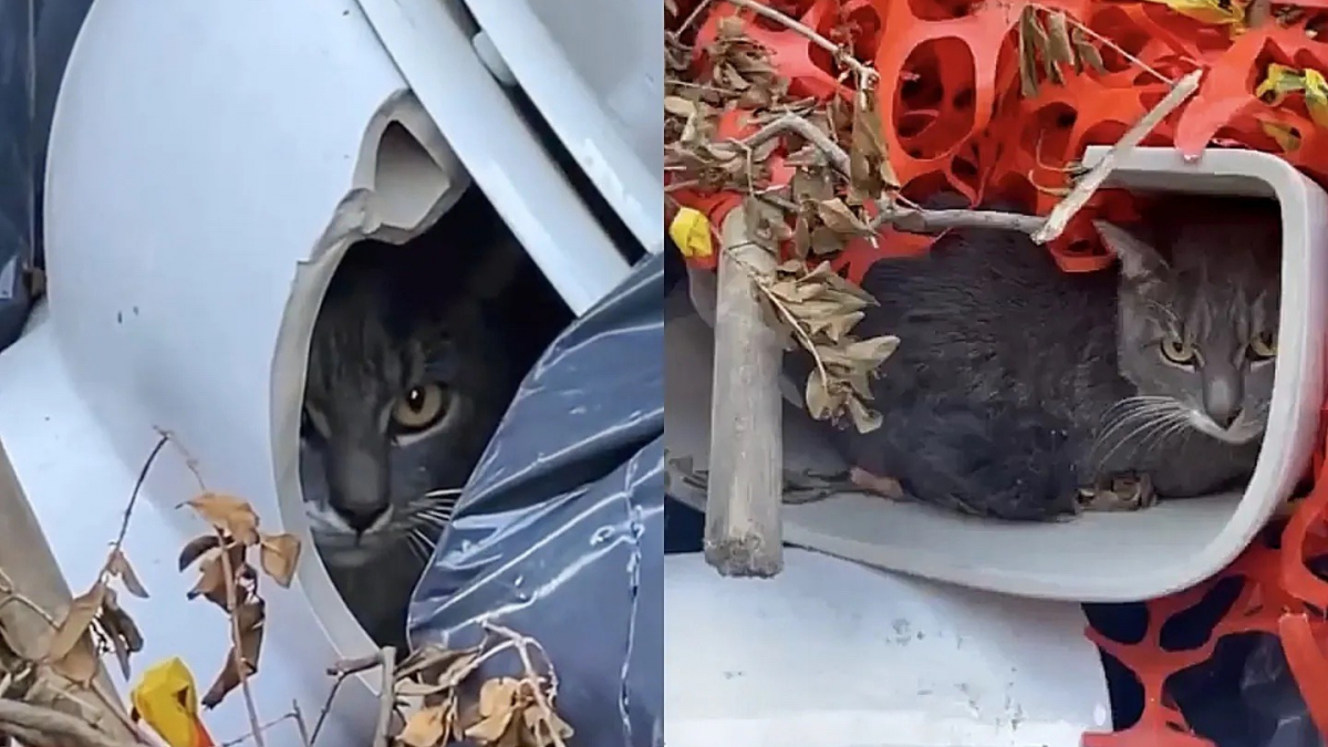 Illustration : "Un bon samaritain découvre un chat caché dans une cuvette de toilettes et change sa vie à jamais (vidéo)"