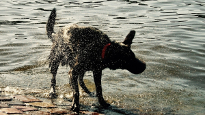 Illustration : "Un chien vit une expérience traumatisante lors d'une promenade à cause d'un homme ivre"