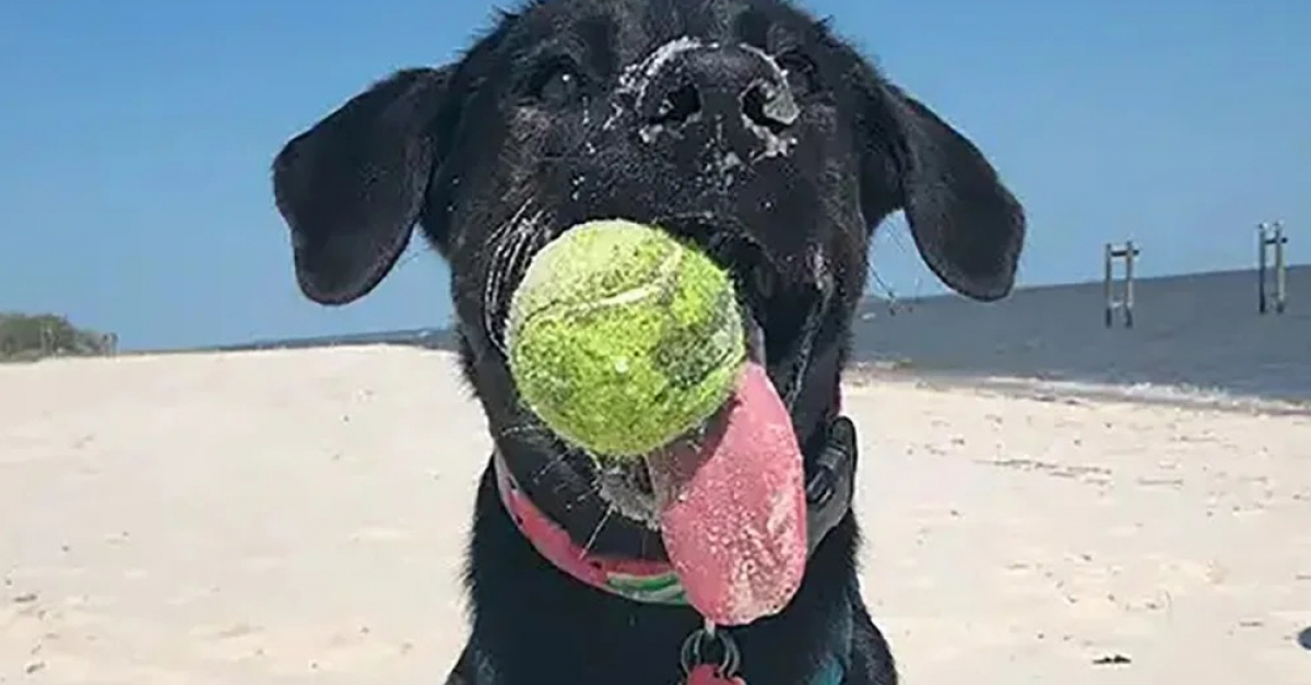www.woopets.fr