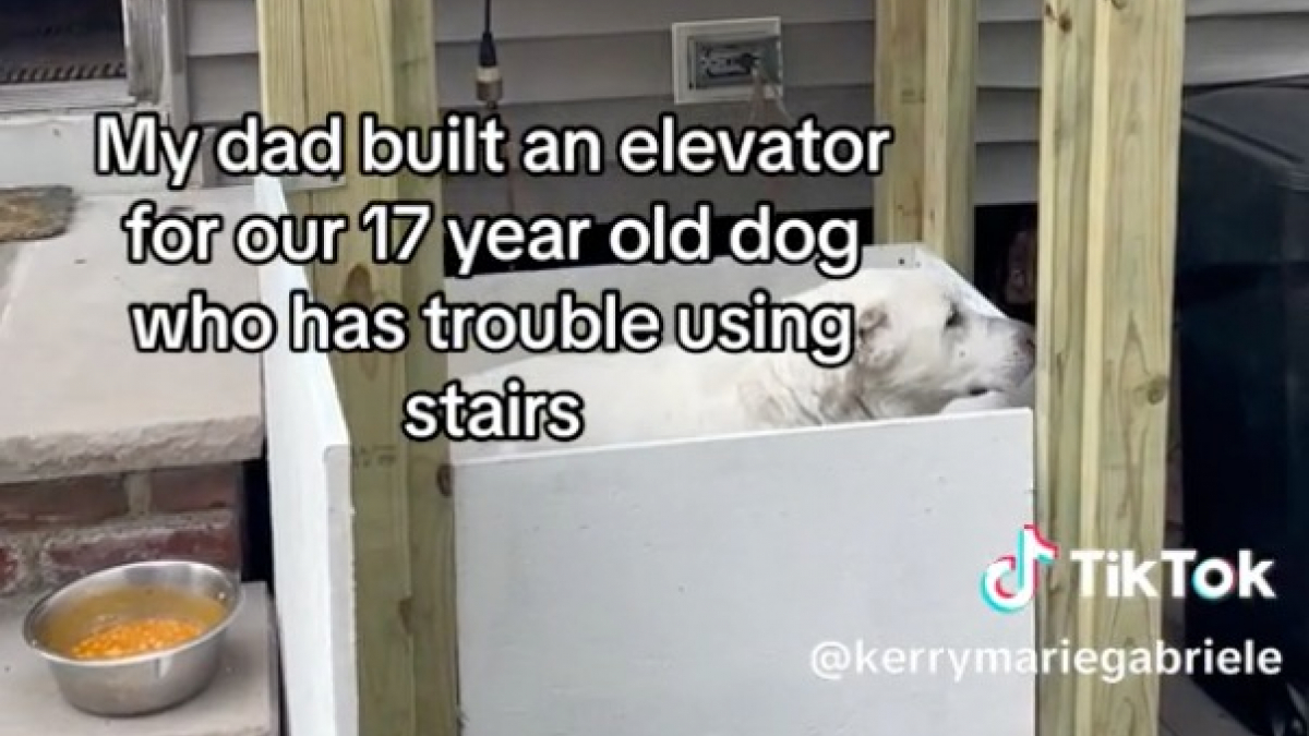 Illustration : "Un homme fabrique un ascenseur pour la chienne séniore de sa fille, qui ne peut plus descendre les escaliers (vidéo)"